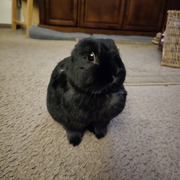 🐰SALE🐰 10mm Golden Black Agate Bracelet - Picture 12 of 12
